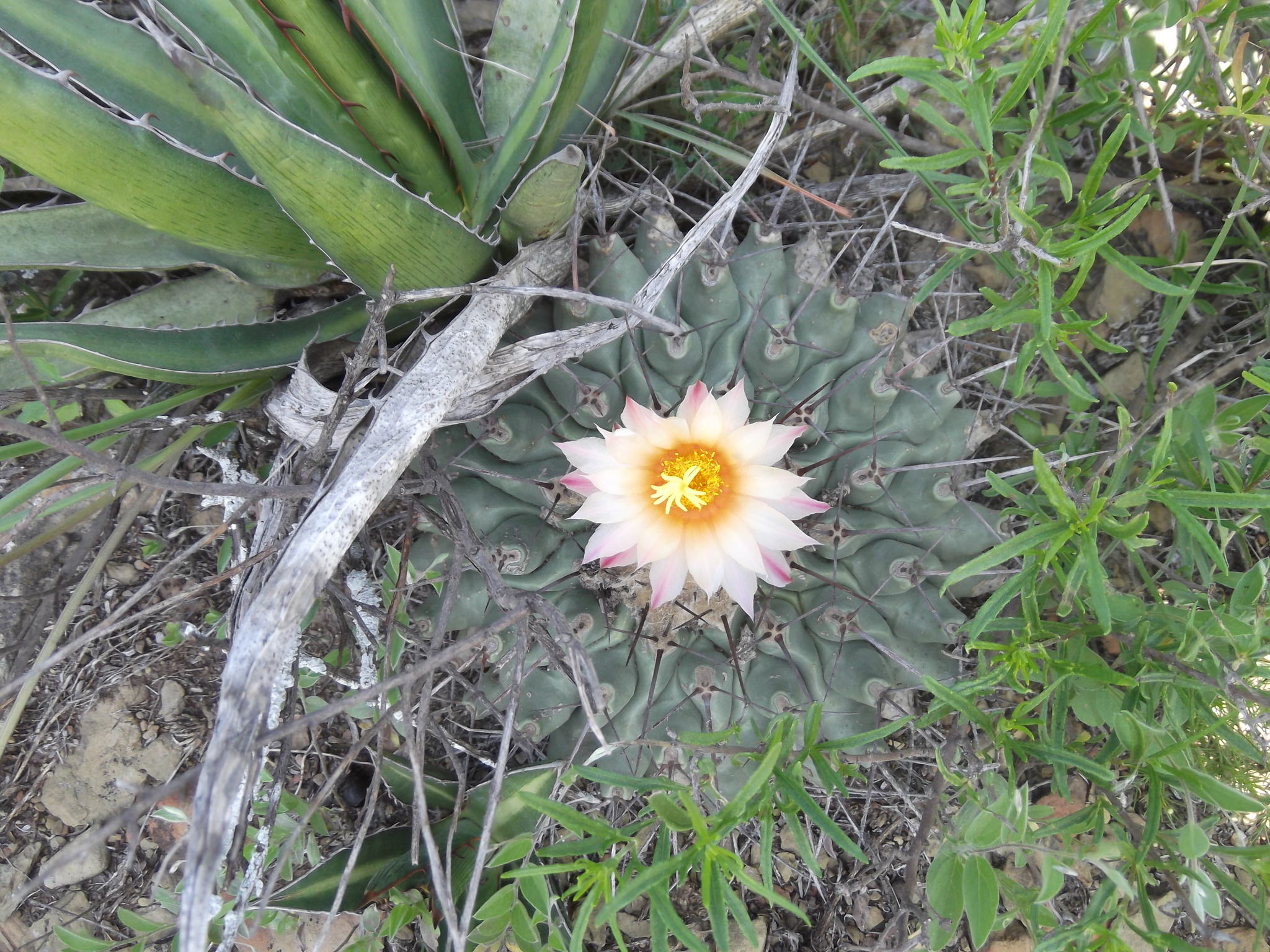Thelocactus rinconensis